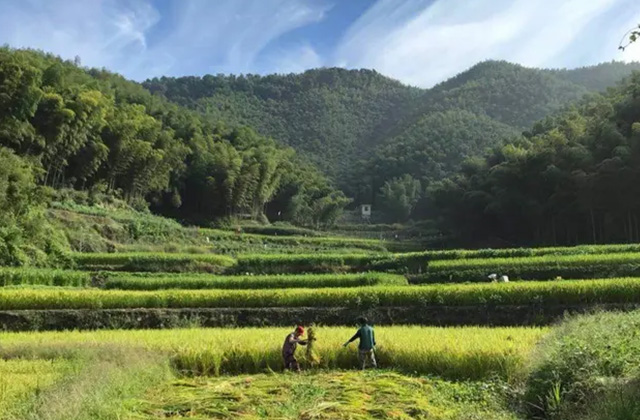 重慶飯店岡山店｜紹興酒ジャパン