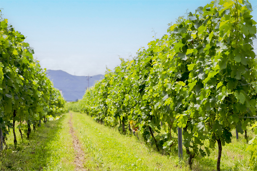 重慶飯店｜岡山店｜ドメーヌ・コーセイ