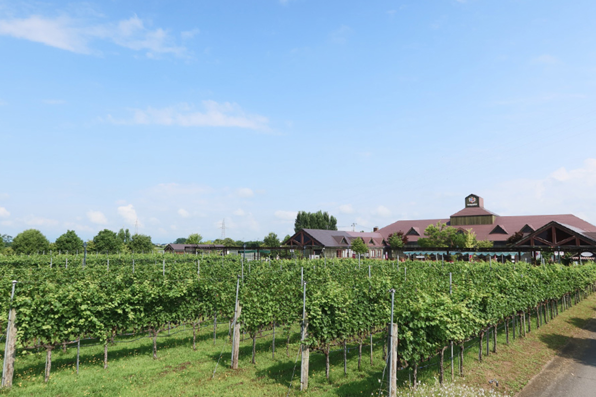 重慶茶樓|高畠ワイナリー